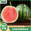 [苏鲜生]云南 新鲜麒麟西瓜 1个 5-6斤 新鲜水果 汁多肉甜