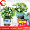 茉莉花盆栽花卉室内四季开花好养绿植芳香驱蚊净化空气栀子花盆栽