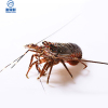【鲜活】 渔鼎鲜 鲜活斯里兰卡进口小青龙虾 0.8斤左右/只 青龙花龙虾 鲜活发货