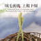 半山农 金银花 40克/瓶 金银花茶 花草茶叶 养生茶饮 可搭配枸杞胎菊花