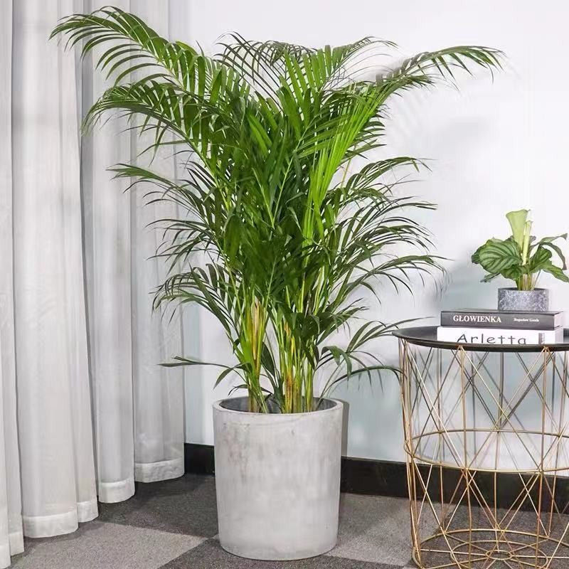 子暄散尾葵盆栽凤尾竹植物室内盆栽绿植四季常青新居乔迁公司开业送礼