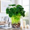 仿真绿植铜钱草办公室仿真绿色植物客厅室内摆件装饰花瓶盆栽假花|方缸铜钱草*