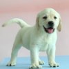 拉布拉多犬 拉布拉多幼犬 拉布拉多犬活体 拉布拉多 狗狗