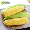 云南水果玉米4.5斤 约4-9根左右新鲜玉米鲜货蔬菜甜脆包谷鲜嫩多汁