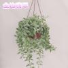#新品金边翡翠小吊兰长藤垂吊绿植适合种植阳台挂室内装饰易养活 天冷保温发货金边翡翠