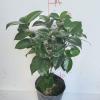 (中国十大品种茶花)十八学士茶花一树多色名贵茶花多色多开品 4年苗高30-40公分 原盆原土发货颜色随机
