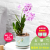 古达石斛兰花卉观花植物室内花绿植花卉盆栽阳台植物石斛兰盆栽带花 青瓷花盆[石斛兰]颜色随机 带盆栽好