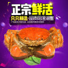 开湖新蟹!8只送2只 实物鲜活 澄湖之心阳澄湖大闸蟹公蟹3.5-3.0两母螃蟹 2.5-2.0两共十只 阳澄湖大闸蟹协会