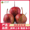[五个农民]陕西彩虹梨5斤新鲜水果脆梨酥梨香梨网红应季水果