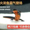 观赏鱼东方蝾螈小火龙鱼清洁鱼冷水鱼六角恐龙鱼淡水活体鱼宠物鱼 火龙5-8厘米2只