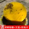 半斤 诱蜂专用蜂蜡500g天然养蜂蜡诱蜂蜂蜡招蜂水蜜蜂蜡招蜂用诱蜂蜡