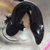 黑色10-12厘米1条 六角恐龙鱼小火龙观赏鱼淡水冷水小型宠物鱼活体金鱼锦鲤好养易活