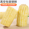 [西沛生鲜]新鲜白糯玉米 8根 单根260-350g 黏玉米甜糯玉米袋装粘玉米黄糯玉米现摘