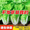 [补贴10%]四季奶油快菜种子小白菜菜籽耐热速生快菜种孑阳台蔬菜籽种大全