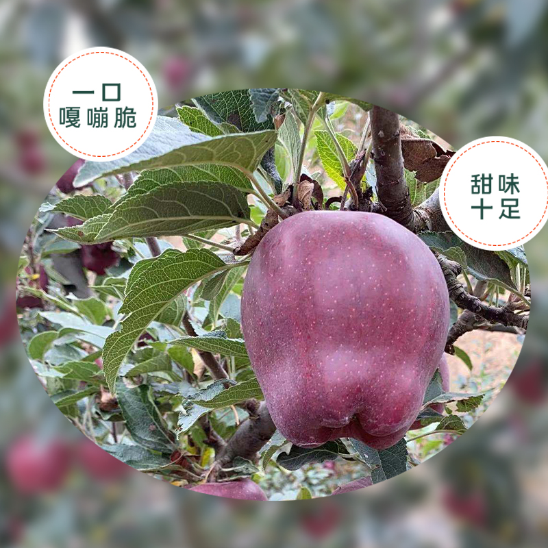 天水花牛*苹果高清大图