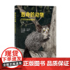 致命的动物:不可思议的捕猎技巧 手绘10种致命的动物猎手 折页设计内容科学详实 儿童动物科普 浪花朵朵童书