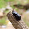 [成虫]母虫 中华大扁锹成虫宠物活体甲虫昆虫巨型锹甲虫夹子虫爬虫独角仙幼虫