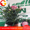 年宵花卉康乃馨绿植盆栽室内观花植物四季懒人植物带花苞耐寒盆栽