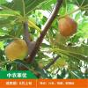 无花果树苗 耐寒地栽大盆栽阳台矮化波姬红当年结果南北方种植