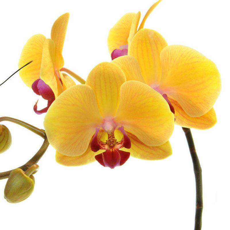 蝴蝶兰花苗带花苞盆栽带花剑花卉室内绿植物易活四季开花鲜花大苗视频