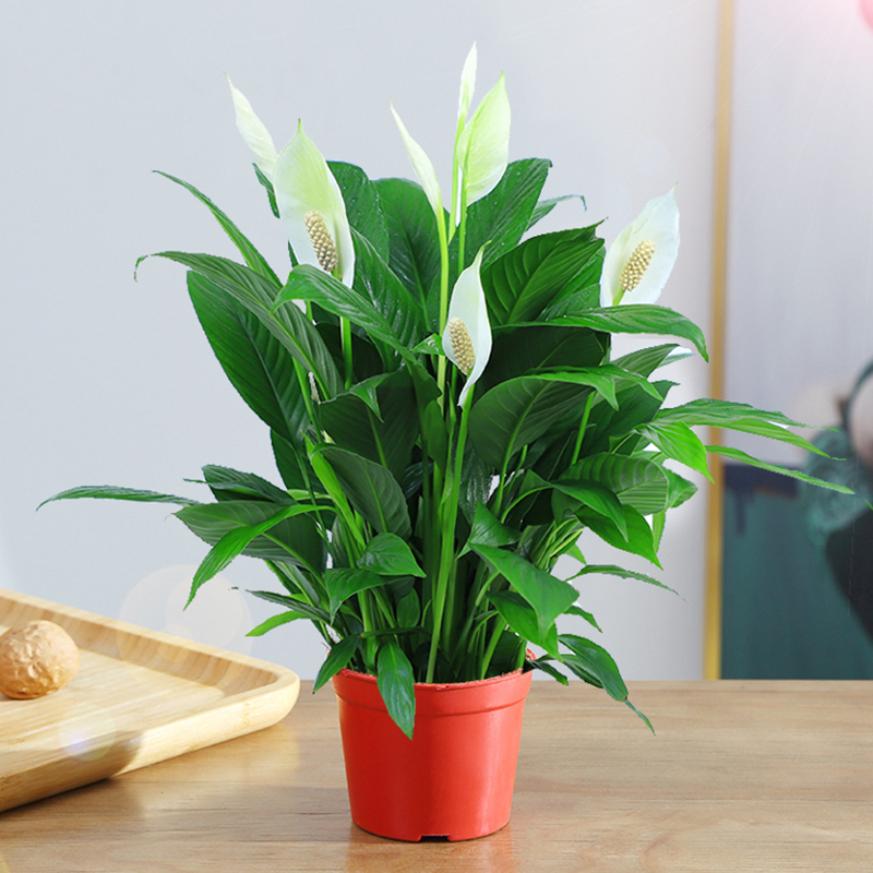 红掌白掌盆栽植物水培水养四季常青室内花卉好养绿植