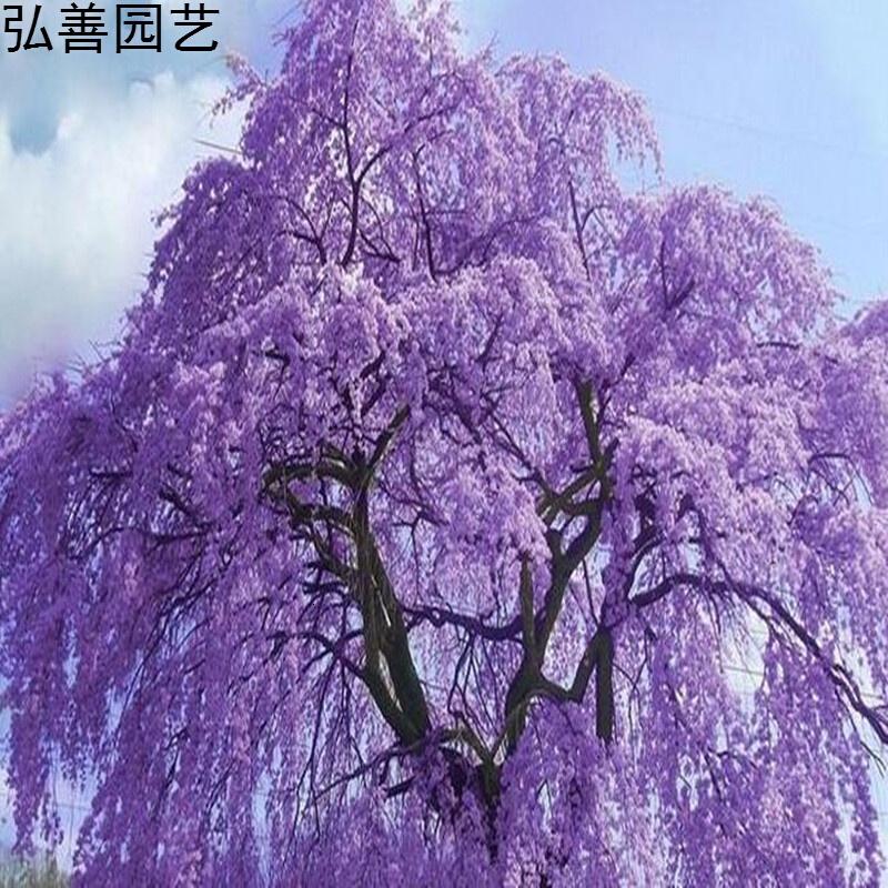 花卉植物种子 国产/进口:进口 播种难度:非常容易 植物品种:七里香