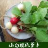 小白樱桃萝卜10克原装约300粒 早熟迷你小白樱桃萝卜种子 春夏秋四季播水果蔬菜种籽 阳台盆栽孑