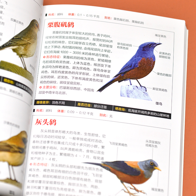 [正版] 鸟图鉴 :鸟类鸟图鉴(鸟类的特征与习性)/图鉴丛书鸟类分类身体构造飞行姿态生活习性以及如何观察知识档案w
