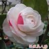 四季香妃茶花盆栽带花苞浓香型庭院室内好养五色赤丹树苗花卉植物 美人脸 2年苗买2送一送肥料20CM高