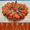 2020早春茶特级百合宝塔滇红金芽云南凤庆滇红茶叶蜜香金丝功夫茶