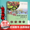 正版花椒栽培与病虫害防治技术李优编 花椒栽培技术教程高效种植花椒技术教程书花椒种植栽培病虫害防治书籍花椒天敌防治技术书籍