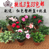 封后幼儿园小学生好养开花植物杜鹃花盆栽花卉室内外观花四季开花花卉 西玛╋小桃红╋碧玉共3盆黑色塑盆软种植盆 含盆