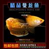 观赏鱼黄蓝曼龙鱼吃蛋白虫珍珠马甲五彩丽丽活体小型热带 精选金曼龙2条[4-6cm]