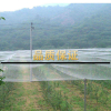 果园防鸟网符象葡萄大棚保护网家用果树网防鸟用的网鱼塘养殖网农业用 30米宽[网眼2.5]1斤约1.3米长