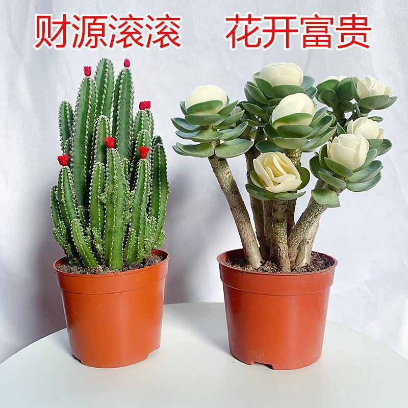 悦芳华多肉植物仙人掌室内盆栽客厅防辐射绿植花卉新手老桩四季好养