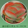 唐印锦肉肉植物多肉花贵货稀有品种盆栽批发超大株巨大特大盆栽 唐印超大单头16-20CM