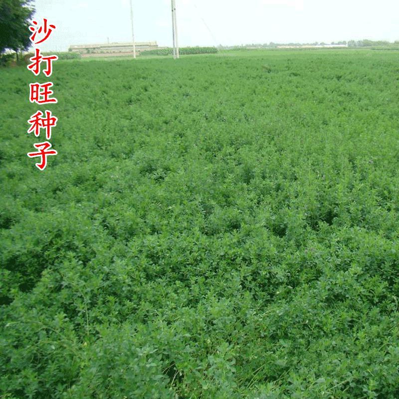 北园湖沙打旺种子多年生牧草绿肥草护坡草耐寒耐旱耐盐碱种子