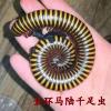 金环马陆千足虫黑彩虹马陆双舌马陆活体燕山蛩宠物新手入门爬宠 金环马陆(肛吻5-8厘米) 仅马陆