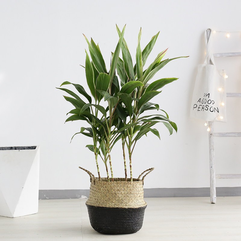 朱蕉植物室内大型盆栽净化空气家用绿植办公室客厅盆栽朱蕉112m黑底