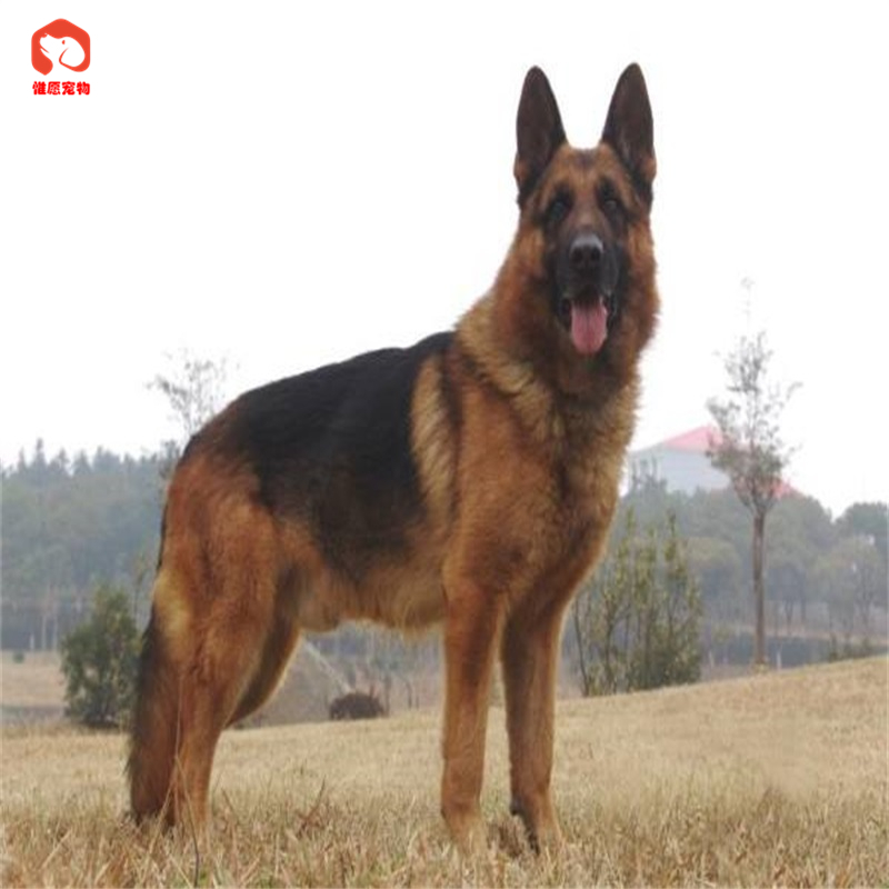 德牧平背黑背活体德国牧羊犬幼犬纯种双血统德牧德系黑背弓背平背长毛