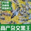 中蜂王种王活体新高产蜂王产卵王双色中蜂阿坝杂交开产王处女王 随机处女王