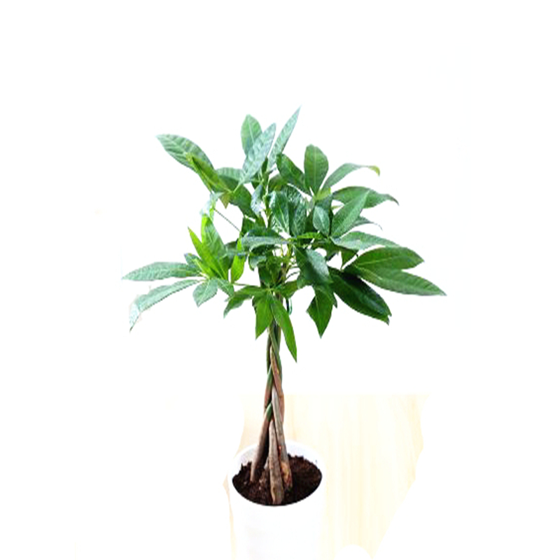 子暄大型发财树盆栽室内客厅绿植小盆景四季常青办公室小盆栽花卉视频