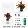 淡水活体陀草懒人真水草水族箱装饰活体鱼缸造景套餐无土种植坨草 红波一杯带陶瓷环