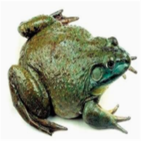 苏众 水产品 牛蛙1