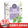 中国之美 自然生 态图鉴 中国野花图鉴 山西科学技术出版社正版生活趣味图书