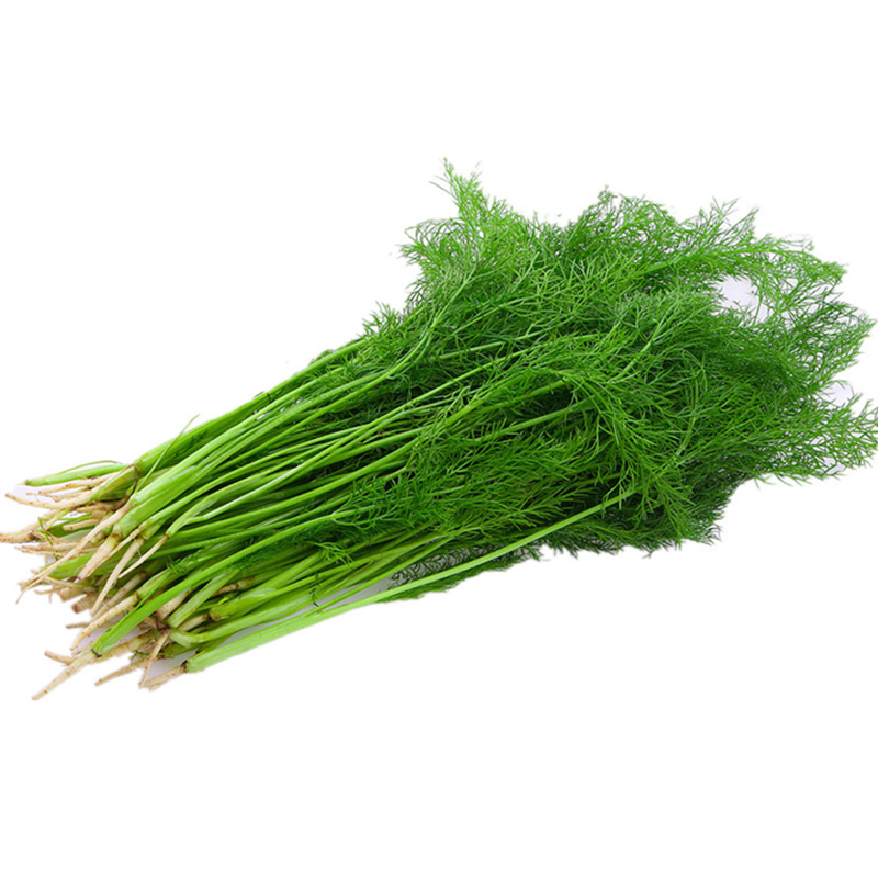 茴香菜 新鲜蔬菜 小茴香苗 2kg 茴香丸子 茴香苗 农家菜 可做水饺馅
