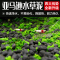 水泥鱼缸底砂免洗造景装饰黑泥土陶粒沙净水基肥不浑水