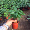 发财树90#(粗4~5cm) 含盆 发财树盆栽开业喜庆绿植摇钱树招财树室内办公室客厅吸甲醛