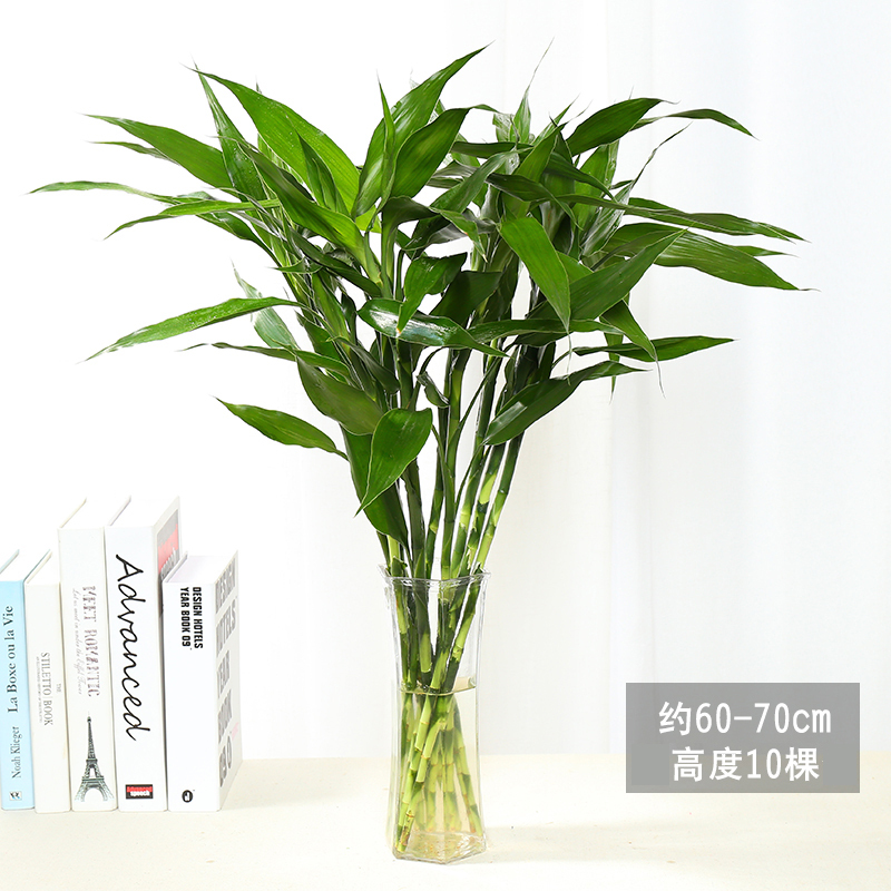 子暄室内植物水培观音竹富贵竹绿植盆栽竹大叶竹四季常青好养花卉视频