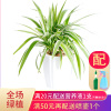 艾荟萃水培植物新手绿植绿萝富贵竹栀子花幸福树碧玉盆栽发财树室内盆栽文竹办公室盆栽 90型吊兰花瓣盆